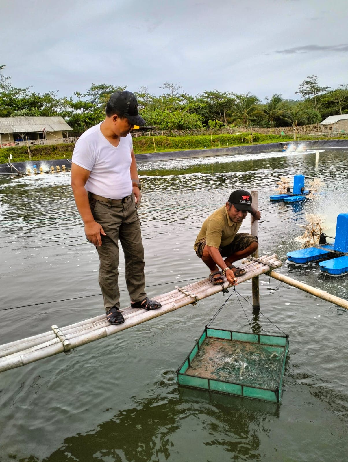 Hasil Panen Udang Vaname 2