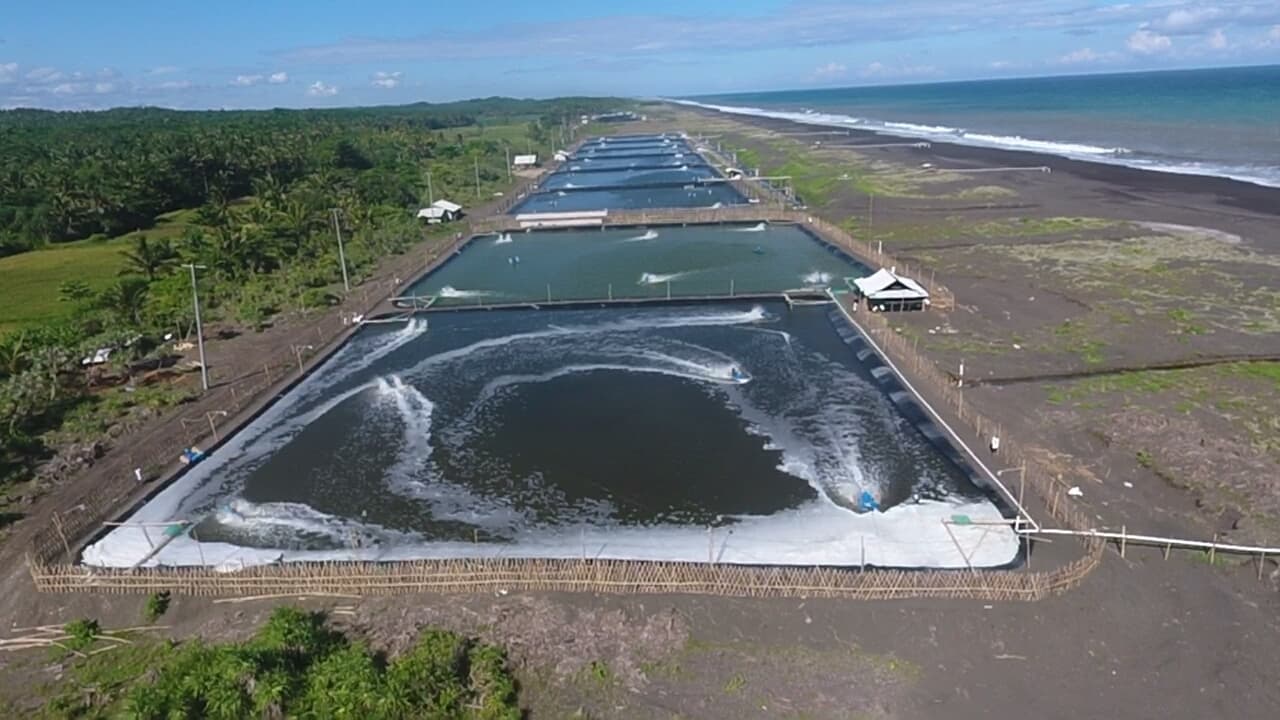 Kualitas Udang Premium 1