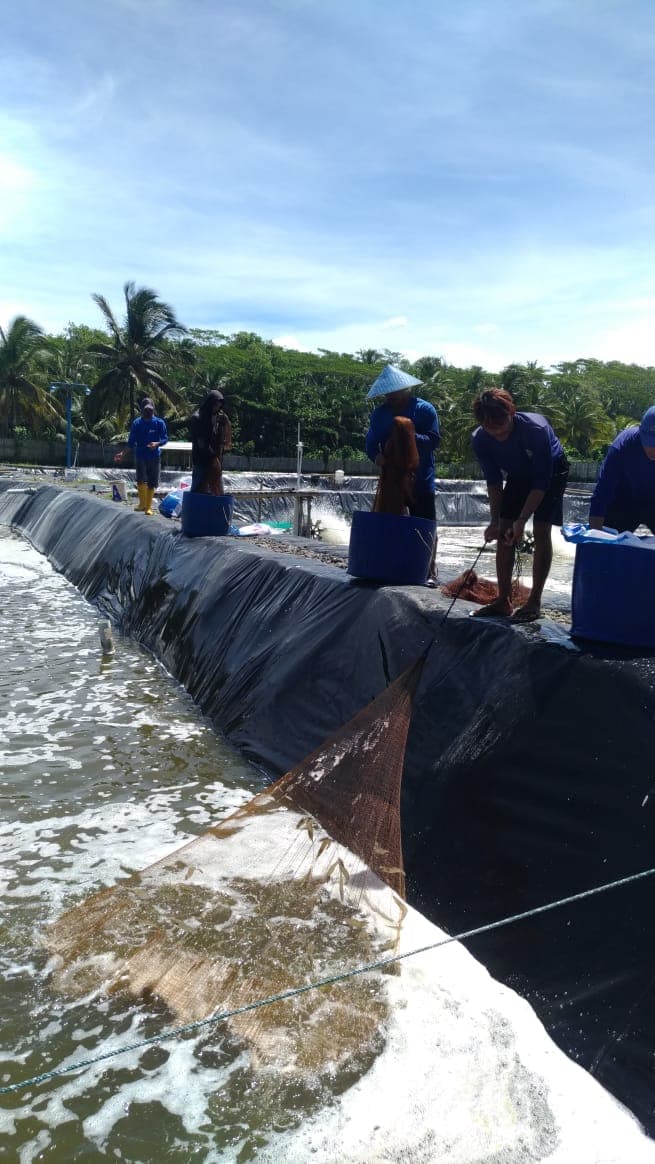 Proses Budidaya Udang 2