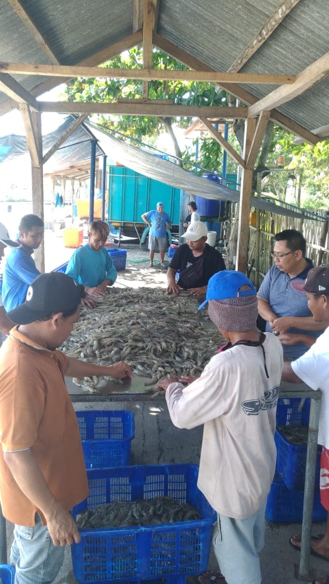 Proses Budidaya Udang 3