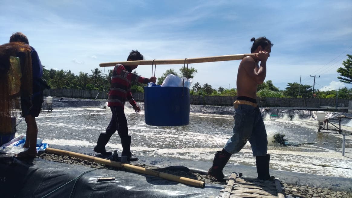 Udang Vaname Berkualitas 2