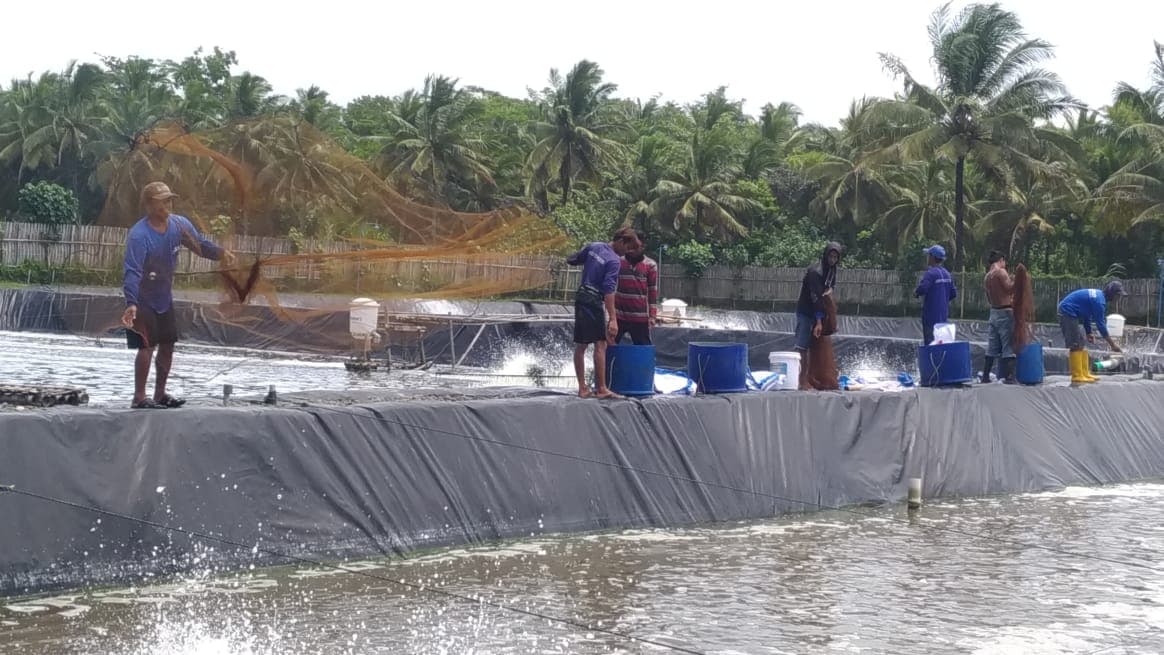 Udang Vaname Berkualitas 3